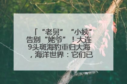 “老舅”“小姨”告别“姥爷”！大连9头斑海豹重归大海，海洋世界：它们已具备野外生存能力