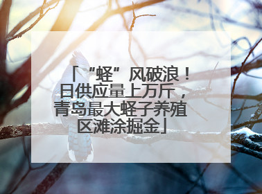 “蛏”风破浪！日供应量上万斤，青岛最大蛏子养殖区滩涂掘金