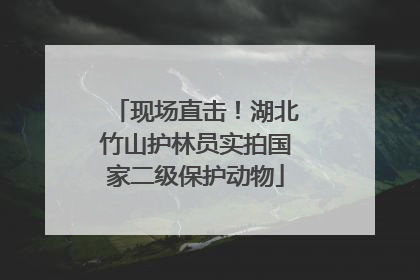现场直击！湖北竹山护林员实拍国家二级保护动物