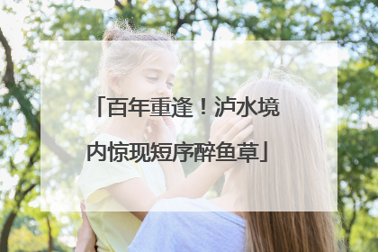 百年重逢！泸水境内惊现短序醉鱼草