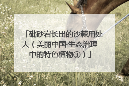 砒砂岩长出的沙棘用处大（美丽中国·生态治理中的特色植物③）