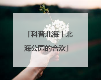 科普北海丨北海公园的合欢