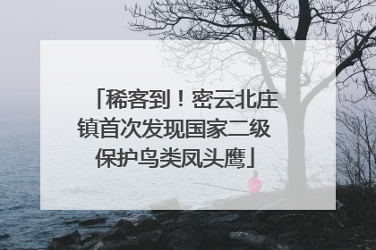 稀客到！密云北庄镇首次发现国家二级保护鸟类凤头鹰