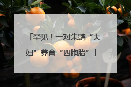 罕见！一对朱鹮“夫妇”养育“四胞胎”