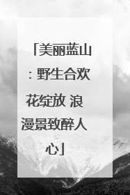 美丽蓝山：野生合欢花绽放 浪漫景致醉人心