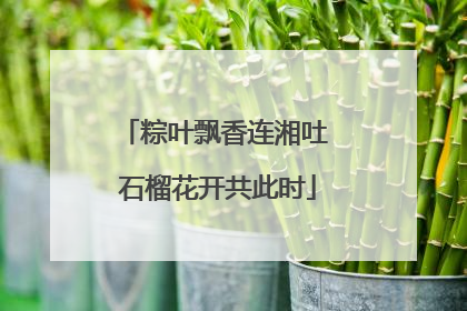 粽叶飘香连湘吐 石榴花开共此时