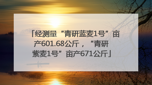 经测量“青研蓝麦1号”亩产601.68公斤，“青研紫麦1号”亩产671公斤