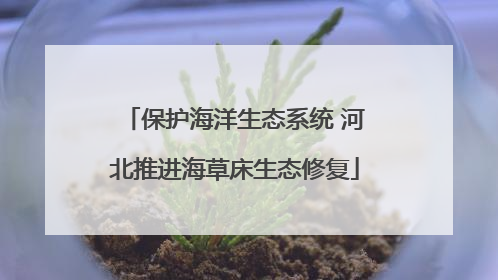 保护海洋生态系统 河北推进海草床生态修复