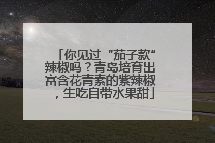 你见过“茄子款”辣椒吗？青岛培育出富含花青素的紫辣椒，生吃自带水果甜