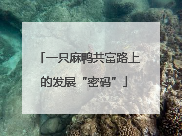 一只麻鸭共富路上的发展“密码”