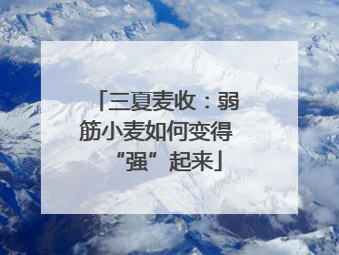三夏麦收：弱筋小麦如何变得“强”起来
