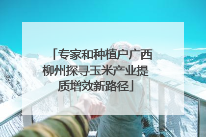 专家和种植户广西柳州探寻玉米产业提质增效新路径