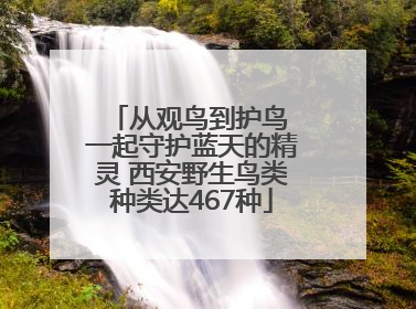 从观鸟到护鸟 一起守护蓝天的精灵 西安野生鸟类种类达467种