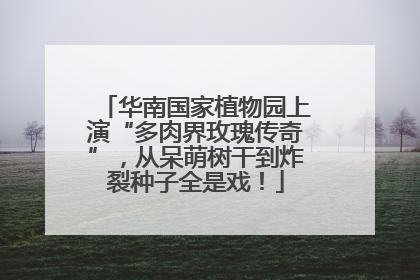 华南国家植物园上演“多肉界玫瑰传奇”，从呆萌树干到炸裂种子全是戏！