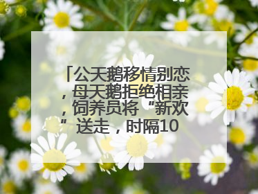 公天鹅移情别恋，母天鹅拒绝相亲，饲养员将“新欢”送走，时隔10天原配重逢
