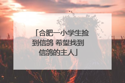 合肥一小学生捡到信鸽 希望找到信鸽的主人