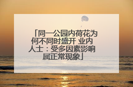 同一公园内荷花为何不同时盛开 业内人士：受多因素影响 属正常现象