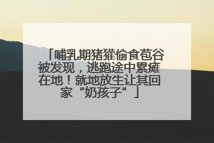 哺乳期猪獾偷食苞谷被发现，逃跑途中累瘫在地！就地放生让其回家“奶孩子”