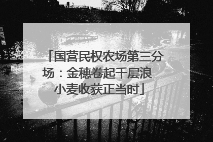 国营民权农场第三分场：金穗卷起千层浪 小麦收获正当时