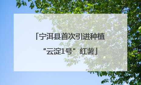 宁洱县首次引进种植“云淀1号”红薯
