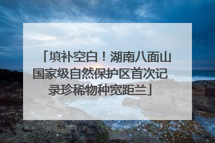 填补空白！湖南八面山国家级自然保护区首次记录珍稀物种宽距兰