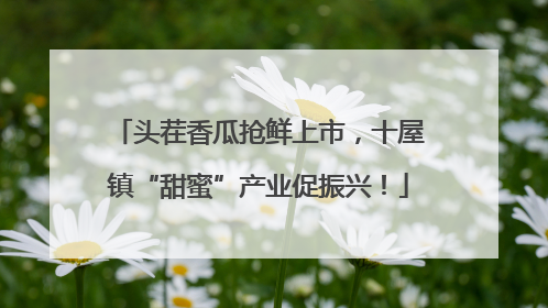 头茬香瓜抢鲜上市，十屋镇“甜蜜”产业促振兴！