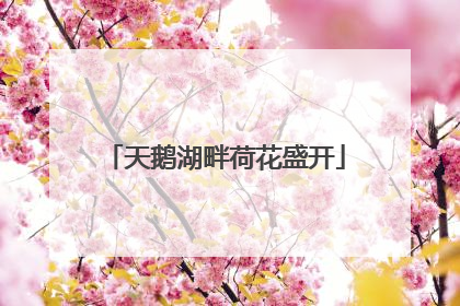 天鹅湖畔荷花盛开