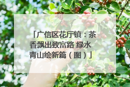 广信区花厅镇：茶香飘出致富路 绿水青山绘新篇（图）