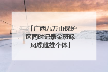 广西九万山保护区同时记录金斑喙凤蝶雌雄个体