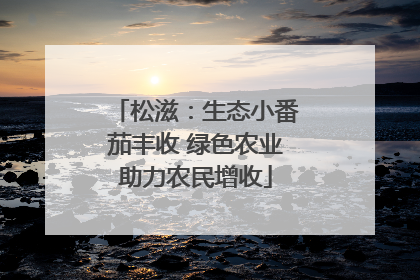 松滋：生态小番茄丰收 绿色农业助力农民增收
