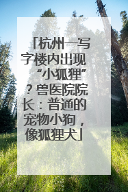 杭州一写字楼内出现“小狐狸”？兽医院院长：普通的宠物小狗，像狐狸犬