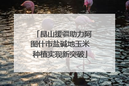 昆山援疆助力阿图什市盐碱地玉米种植实现新突破