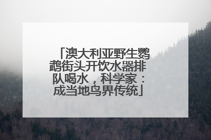 澳大利亚野生鹦鹉街头开饮水器排队喝水，科学家：成当地鸟界传统