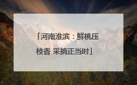 河南淮滨：鲜桃压枝香 采摘正当时