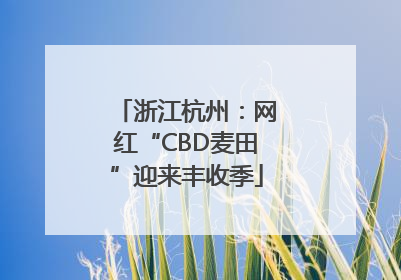 浙江杭州：网红“CBD麦田”迎来丰收季