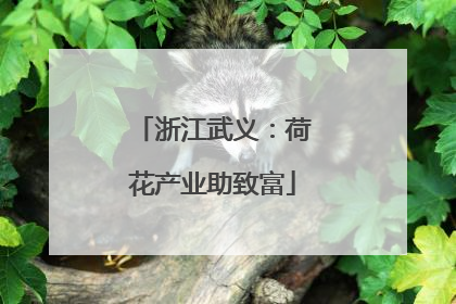 浙江武义：荷花产业助致富