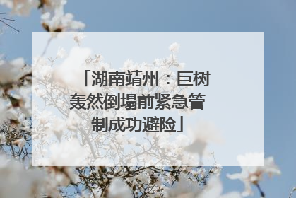 湖南靖州：巨树轰然倒塌前紧急管制成功避险