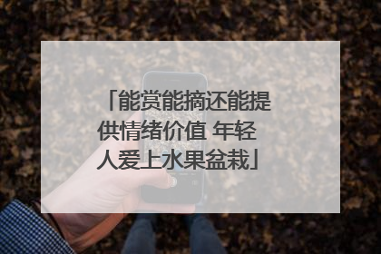 能赏能摘还能提供情绪价值 年轻人爱上水果盆栽