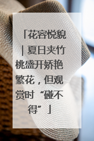 花容悦貌｜夏日夹竹桃盛开娇艳繁花，但观赏时“碰不得”