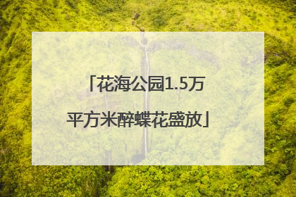 花海公园1.5万平方米醉蝶花盛放