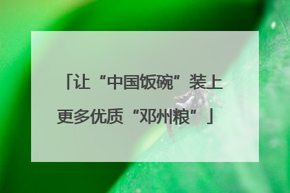 让“中国饭碗”装上更多优质“邓州粮”