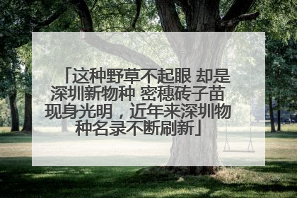 这种野草不起眼 却是深圳新物种 密穗砖子苗现身光明，近年来深圳物种名录不断刷新