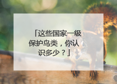 这些国家一级保护鸟类，你认识多少？