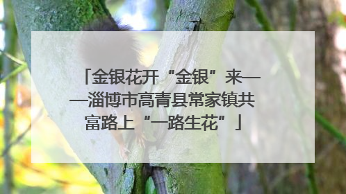 金银花开“金银”来——淄博市高青县常家镇共富路上“一路生花”